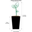 Tradescantia spathacea variegata (Rhoeo Variegated)