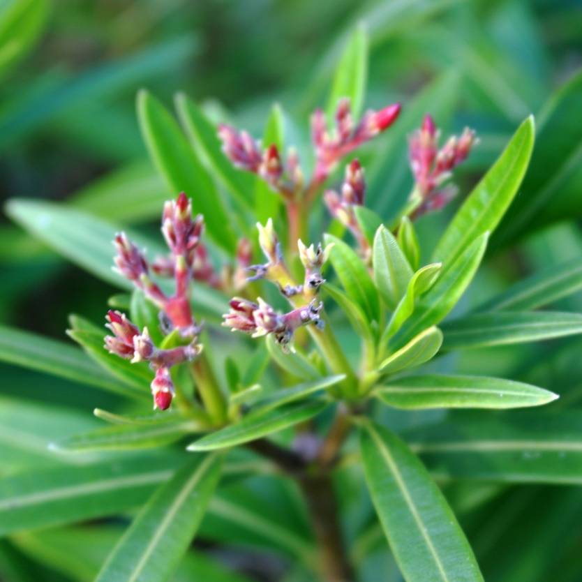 Nerium oleander Dwarf Apricot Divine Plants Online Shop