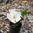 Azalea indica Mrs Kint White