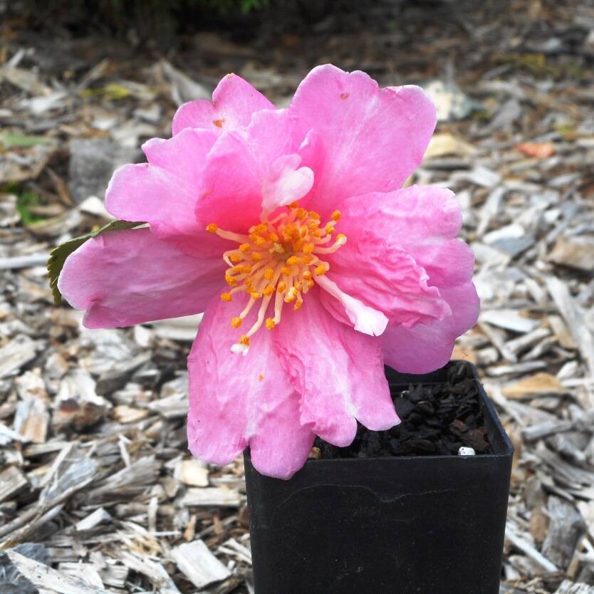 Camellia sasanqua Cherilyn