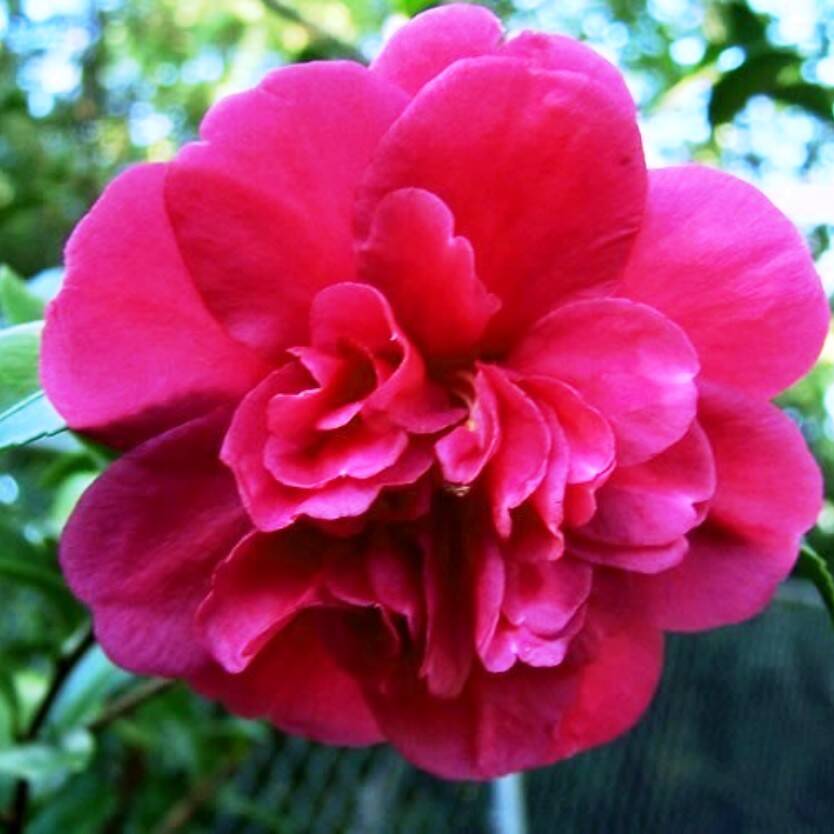 Camellia sasanqua Bonanza