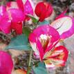 Bougainvillea Chitra