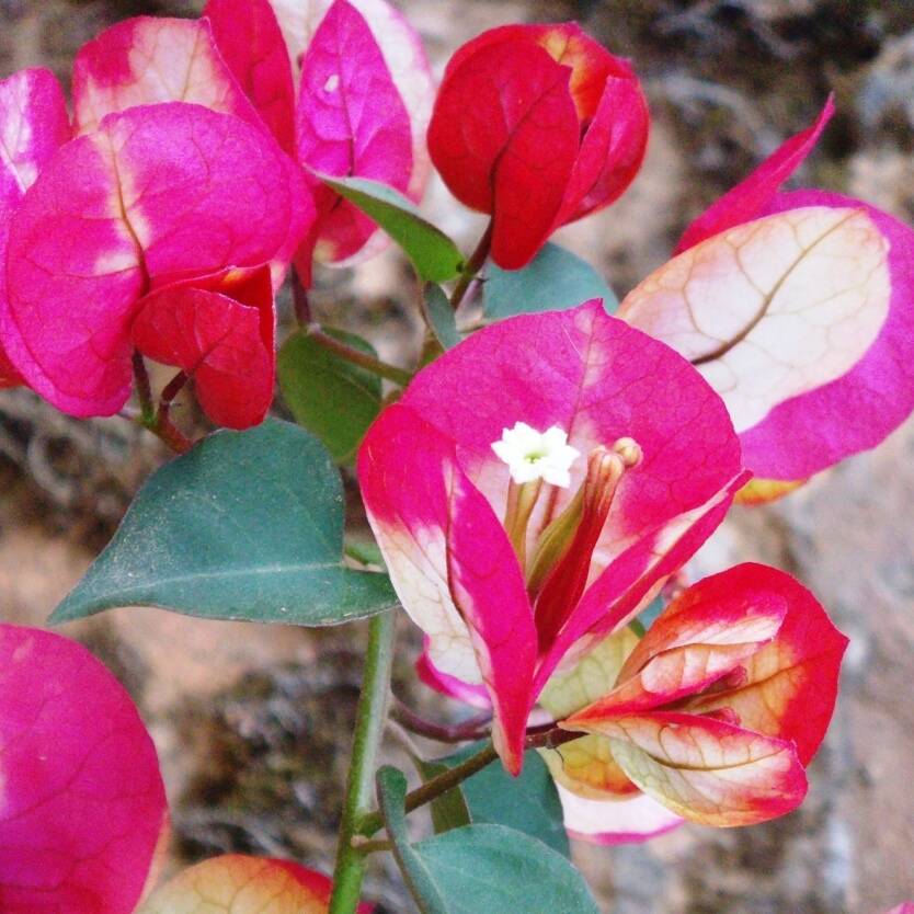 Bougainvillea Chitra