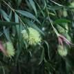 Callistemon salignus