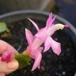 Schlumbergera truncata Zygocactus 'Millie'