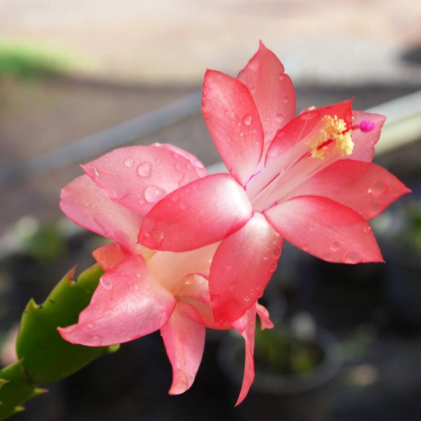 Schlumbergera truncata Zygocactus 'Rosebud'