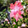 Schlumbergera truncata Zygocactus 'Rosebud'