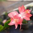 Schlumbergera truncata Zygocactus 'Rosebud'