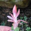 Schlumbergera truncata Zygocactus 'Hybrid Christmas Flame'