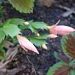 Schlumbergera truncata Zygocactus 'Hybrid Christmas Flame'