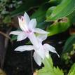 Schlumbergera truncata Zygocactus 'Thor Britta'