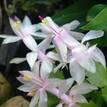 Schlumbergera truncata Zygocactus 'Thor Britta'