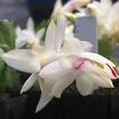 Schlumbergera truncata Zygocactus 'Gold Charm'