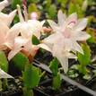 Schlumbergera truncata Zygocactus 'Gold Charm'