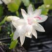 Schlumbergera truncata Zygocactus 'Gold Charm'