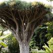 Dracaena draco