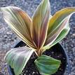 Cordyline fruticosa Miss Andrea