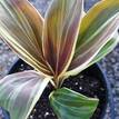 Cordyline fruticosa Miss Andrea