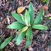 Cordyline fruticosa Kiwi Pride