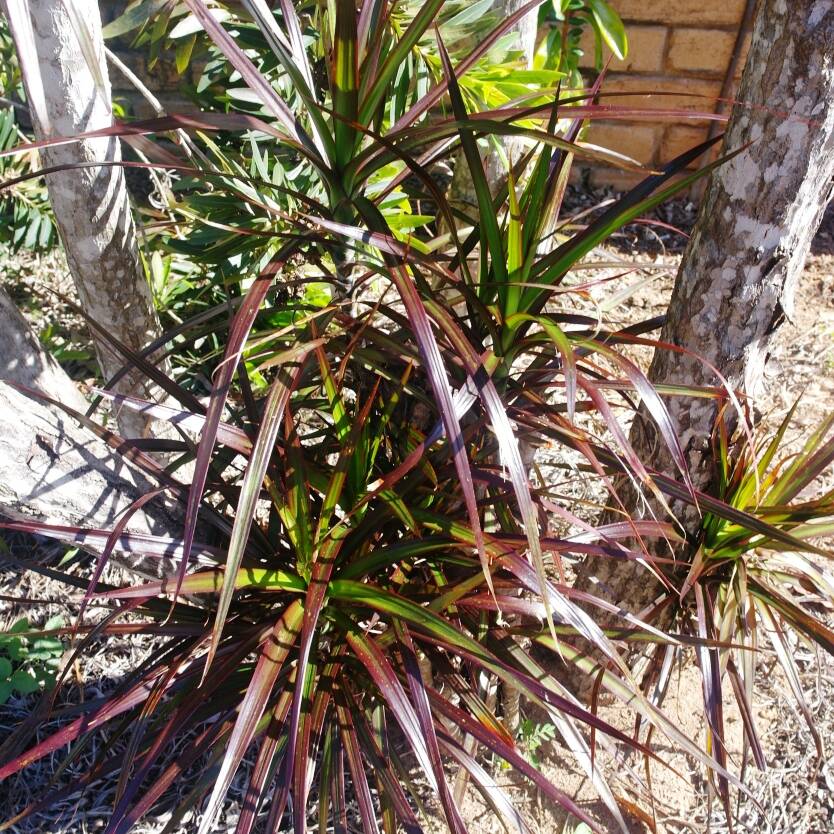 Dracaena Marginata Divine Plants Online Shop