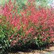 Photinia fraserii Red Robin