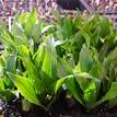 Dracaena Janet Craig Compacta