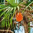 Pandanus tectorius