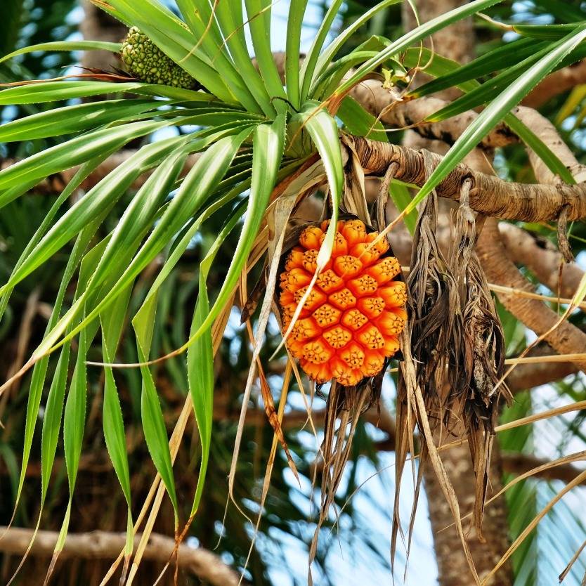 Pandanus tectorius