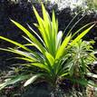 Pandanus tectorius