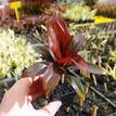 Cordyline fruticosa rubra