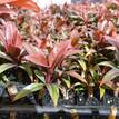 Cordyline fruticosa rubra