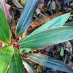 Cordyline fruticosa Pink Diamond