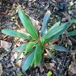 Cordyline fruticosa Pink Diamond