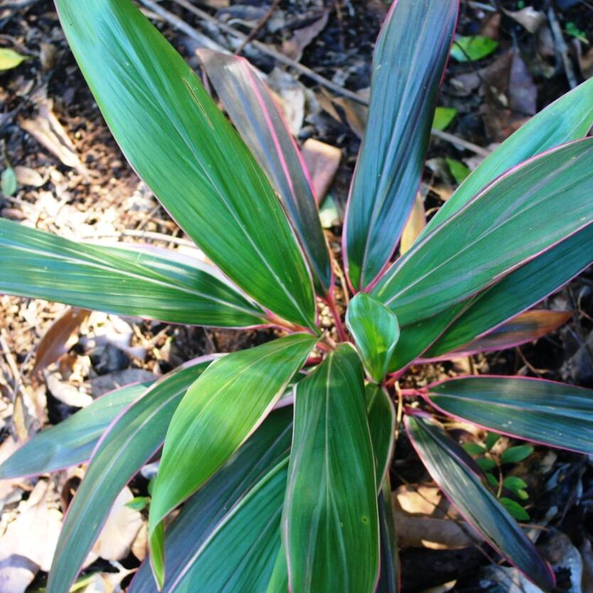 Cordyline fruticosa Pink Diamond