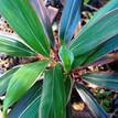 Cordyline fruticosa Pink Diamond