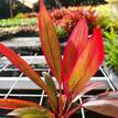 Cordyline fruticosa John Klass Red