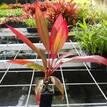 Cordyline fruticosa John Klass Red