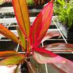 Cordyline fruticosa John Klass Red