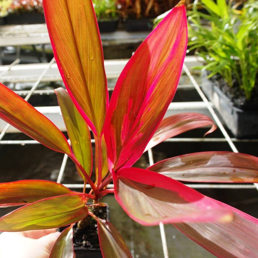 Cordyline fruticosa John Klass Red