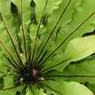 Asplenium australasicum