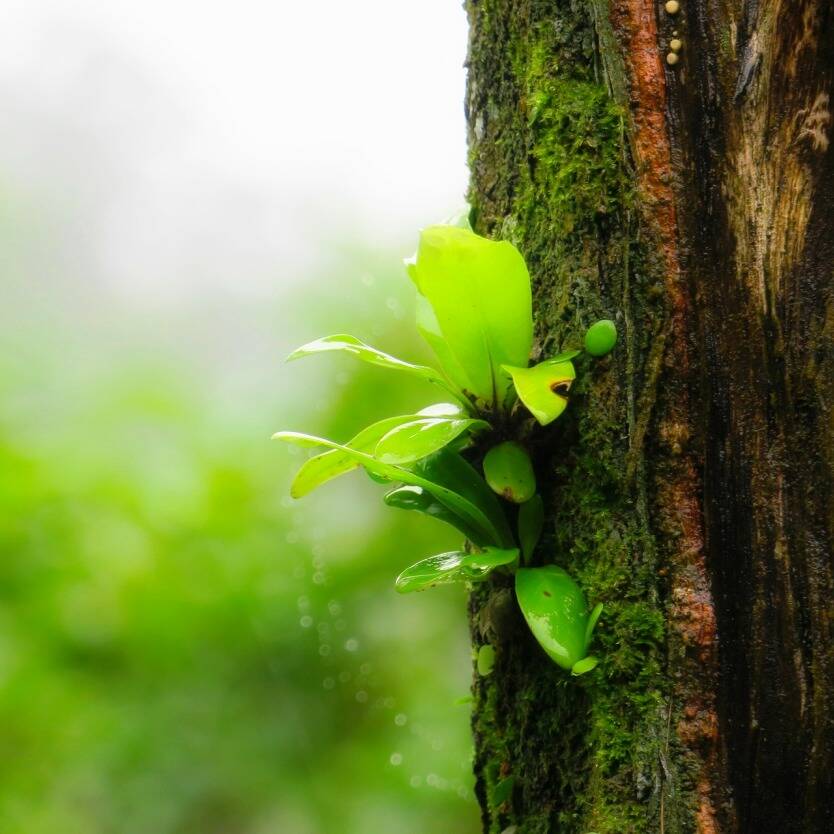 Asplenium australasicum