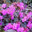 Centradenia inaequilateralis Cascade