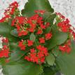 Kalanchoe blossfeldiana Red