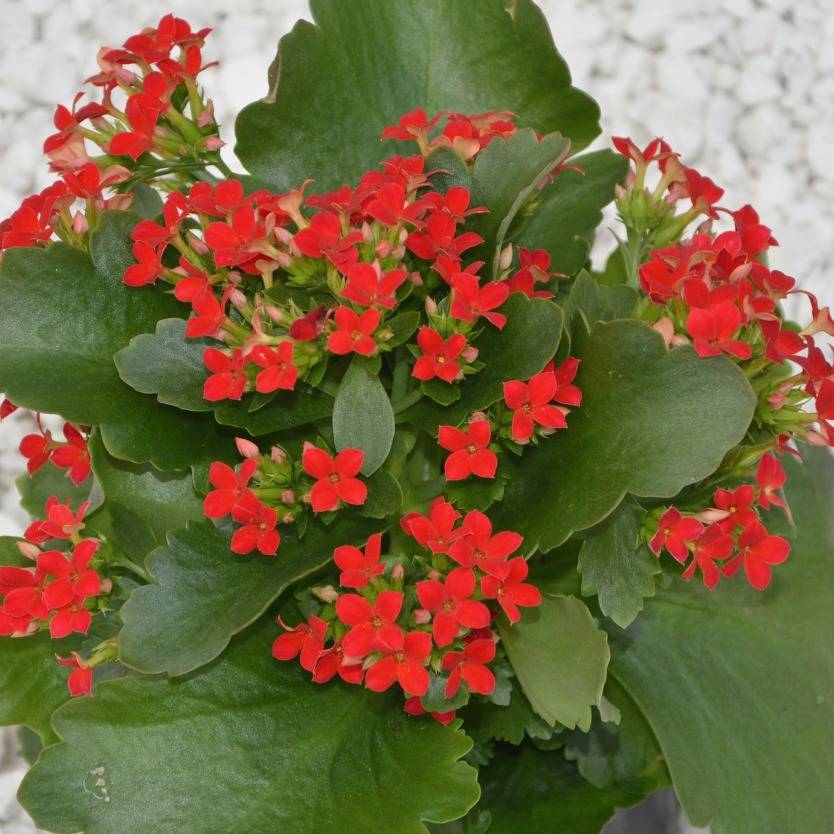 Kalanchoe blossfeldiana Red – Divine Plants Online Shop
