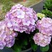 Hydrangea macrophylla
