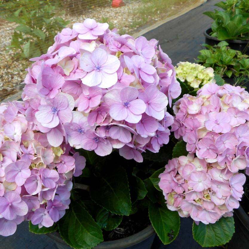 Hydrangea macrophylla