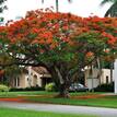 Delonix regia