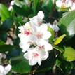 Rhaphiolepis umbellata