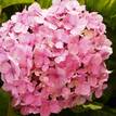 Hydrangea macrophylla