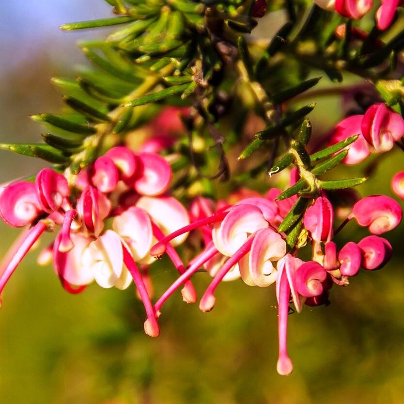 Grevillea lanigera Honeyeater Heaven